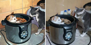 Illustration de l'article : 20 portraits de chats transformés en illustrations pleines d'humour et de créativité