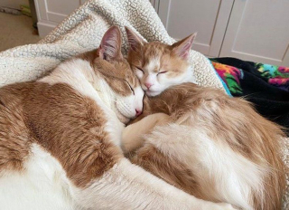 Illustration de l'article : Ces deux chats handicapés deviennent les meilleurs amis du monde grâce à leur sauveuse