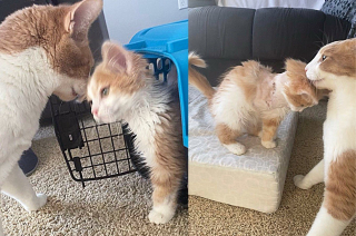 Illustration de l'article : Ces deux chats handicapés deviennent les meilleurs amis du monde grâce à leur sauveuse