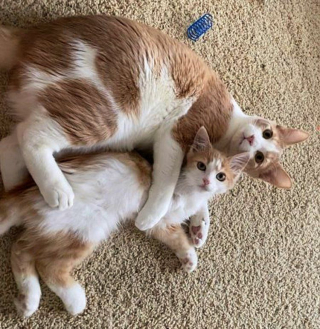 Illustration de l'article : Ces deux chats handicapés deviennent les meilleurs amis du monde grâce à leur sauveuse