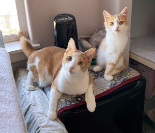 Illustration de l'article : Ces deux chats handicapés deviennent les meilleurs amis du monde grâce à leur sauveuse