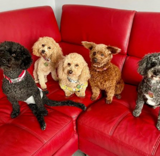 Illustration de l'article : Hier il frôlait l’abattoir, aujourd’hui, ce chien handicapé court à nouveau entouré de ses congénères 