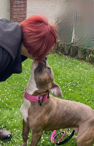 Illustration de l'article : La transformation édifiante de Winnie, un bouledogue abandonné à cause de ses pattes déformées