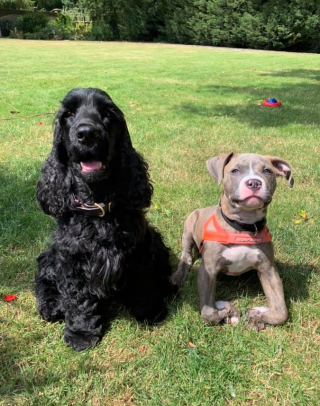 Illustration de l'article : La transformation édifiante de Winnie, un bouledogue abandonné à cause de ses pattes déformées