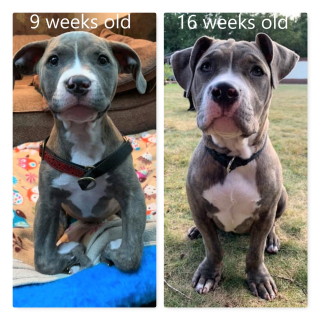 Illustration de l'article : La transformation édifiante de Winnie, un bouledogue abandonné à cause de ses pattes déformées