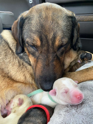 Illustration de l'article : Une voiture transformée en maternité pour permettre à une chienne d'accoucher en pleine tempête