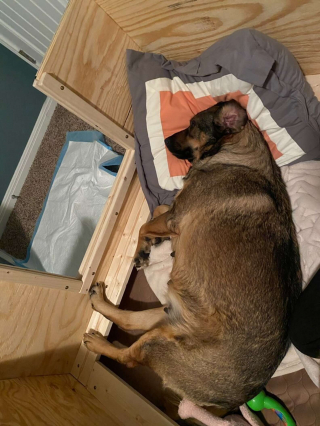 Illustration de l'article : Une voiture transformée en maternité pour permettre à une chienne d'accoucher en pleine tempête