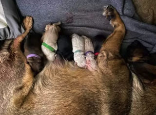 Illustration de l'article : Une voiture transformée en maternité pour permettre à une chienne d'accoucher en pleine tempête