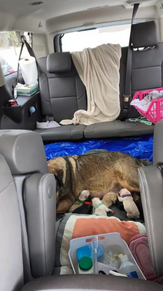Illustration de l'article : Une voiture transformée en maternité pour permettre à une chienne d'accoucher en pleine tempête