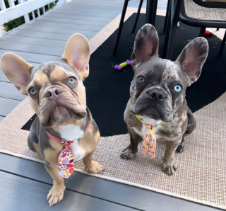 Illustration de l'article : 10 photos illustrant le charme pétillant des Bouledogues Français 