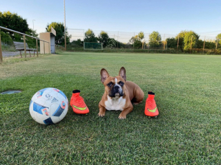 Illustration de l'article : 10 photos illustrant le charme pétillant des Bouledogues Français 