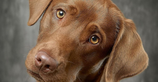 Illustration de l'article : Pourquoi les chiens penchent la tête : une étude révèle la raison derrière ce comportement mignon