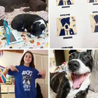 Illustration de l'article : Après un an et demi d’attente au sein d’un refuge, ce chien devient la mascotte d’une école