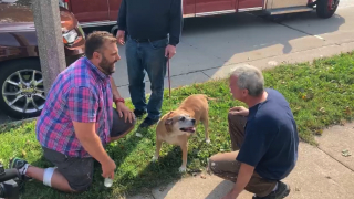 Illustration de l'article : Un ancien ambulancier brave les flammes pour sauver Dharma, une chienne prise au piège de sa maison