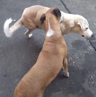 Illustration de l'article : Un acte de compassion canine : un chien à trois pattes reçoit l'aide d'un ami pour se gratter