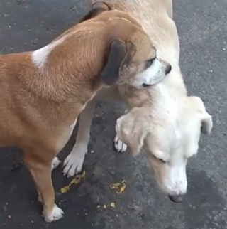 Illustration de l'article : Un acte de compassion canine : un chien à trois pattes reçoit l'aide d'un ami pour se gratter