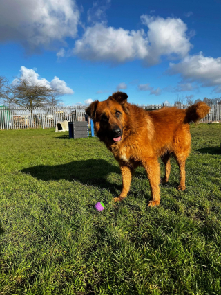 Illustration de l'article : Un refuge trouve un chien dans son enceinte et découvre qu'il avait été jeté par-dessus le mur
