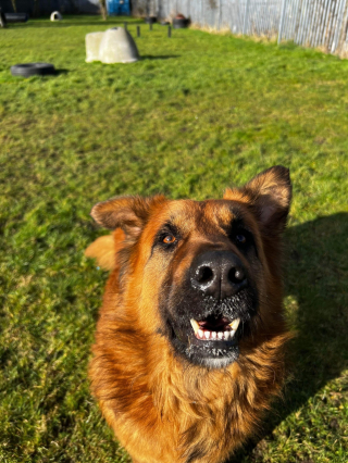 Illustration de l'article : Un refuge trouve un chien dans son enceinte et découvre qu'il avait été jeté par-dessus le mur