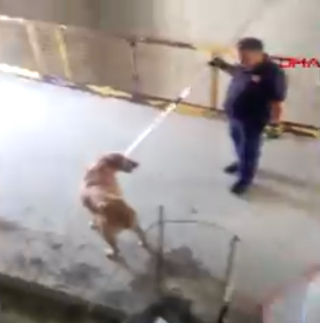 Illustration de l'article : Le sauvetage vertigineux d’un chien piégé sur un balcon au 36ème étage d’un immeuble en construction (vidéo)