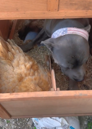 Illustration de l'article : La drôle d’amitié entre un Pitbull et une poule fait sourire les internautes