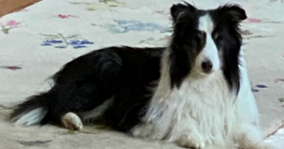 Illustration de l'article : Après une fugue de plusieurs semaines dans les montagnes, un chien est retrouvé épuisé par un randonneur