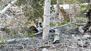 Illustration de l'article : Après une fugue de plusieurs semaines dans les montagnes, un chien est retrouvé épuisé par un randonneur