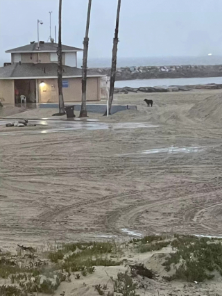 Illustration de l'article : Têtu, ce chien retrouvé sur une plage après plusieurs semaines de recherches ne réagit qu’à un seul bruit connu