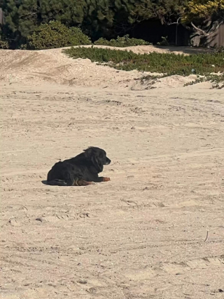 Illustration de l'article : Têtu, ce chien retrouvé sur une plage après plusieurs semaines de recherches ne réagit qu’à un seul bruit connu