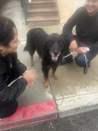 Illustration de l'article : Têtu, ce chien retrouvé sur une plage après plusieurs semaines de recherches ne réagit qu’à un seul bruit connu