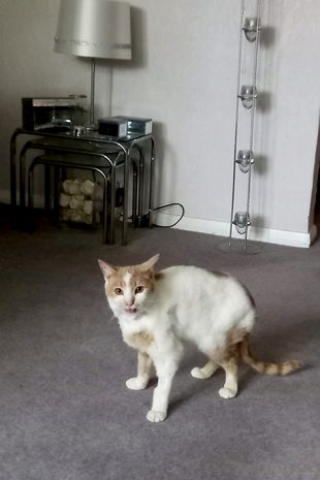 Illustration de l'article : Au moment de retrouver son chat après des mois de disparition, cette femme a dû batailler pour le récupérer des mains de son sauveteur