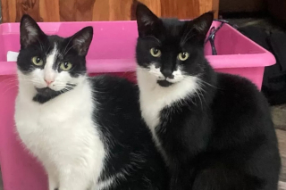 Illustration de l'article : En volant des vêtements à ses voisins, ce chat cambrioleur met sa maîtresse dans l’embarras