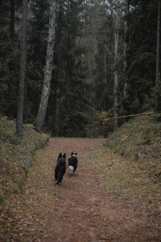 Illustration de l'article : Ils remarquent un chien seul et épuisé en forêt et comprennent qu’il est recherché par sa famille
