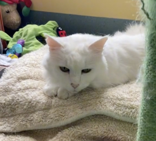 Illustration de l'article : Abandonné à l’âge de 13 ans et délaissé par les adoptants, ce gentil chat rêve de trouver une famille aimante (vidéo)