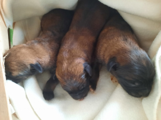 Illustration de l'article : Retrouvés dans une poubelle, ces 3 chiots ont dû être placés de toute urgence par un refuge