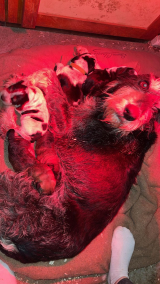 Illustration de l'article : Retrouvés dans une poubelle, ces 3 chiots ont dû être placés de toute urgence par un refuge