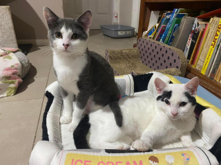 Illustration de l'article : Inséparables, ces 2 petites chattes traversent les épreuves ensemble et espèrent trouver un foyer commun