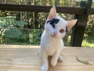 Illustration de l'article : Inséparables, ces 2 petites chattes traversent les épreuves ensemble et espèrent trouver un foyer commun