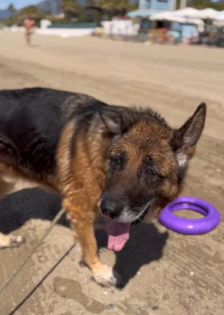 Illustration de l'article : Une bienfaitrice embellit le triste quotidien d&rsquo;un chien &acirc;g&eacute; en l&rsquo;emmenant passer une journ&eacute;e magique &agrave; la plage (vid&eacute;o)