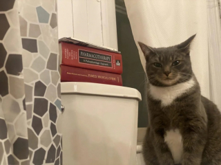 Illustration de l'article : « Mélange de curiosité et de confusion », le regard de cette chatte qui observe sa maîtresse dans son bain amuse les internautes