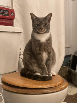 Illustration de l'article : « Mélange de curiosité et de confusion », le regard de cette chatte qui observe sa maîtresse dans son bain amuse les internautes