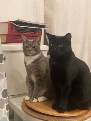 Illustration de l'article : « Mélange de curiosité et de confusion », le regard de cette chatte qui observe sa maîtresse dans son bain amuse les internautes