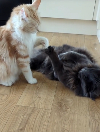 Illustration de l'article : Ce chat est extr&ecirc;mement attentionn&eacute; envers ses chatons et la m&egrave;re de ceux-ci (vid&eacute;o)