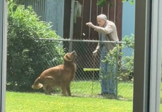 Illustration de l'article : L’émouvante relation entre un homme âgé et les 2 Golden Retrievers de ses voisins bouleverse Internet (vidéo)