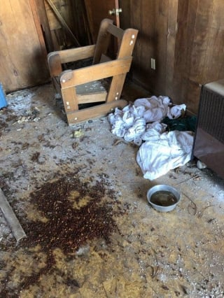 Illustration de l'article : Une femme découvre par hasard 9 chiots et leur mère dans une grange abandonnée