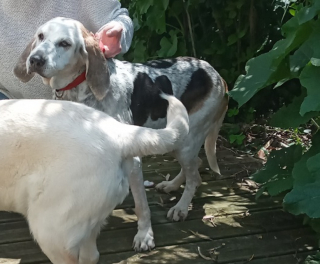 Illustration de l'article : Une chienne de 13 ans avait perdu le go&ucirc;t de vivre jusqu&rsquo;&agrave; sa rencontre avec 2 personnes au grand c&oelig;ur
