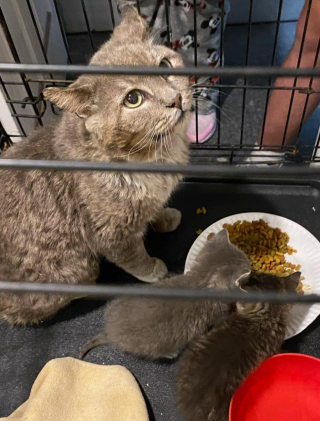 Illustration de l'article : Une association recueille une portée de chatons et leur surprenante « maman » dans un immeuble