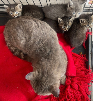 Illustration de l'article : Une association recueille une portée de chatons et leur surprenante « maman » dans un immeuble
