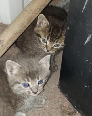 Illustration de l'article : Une association recueille une portée de chatons et leur surprenante « maman » dans un immeuble