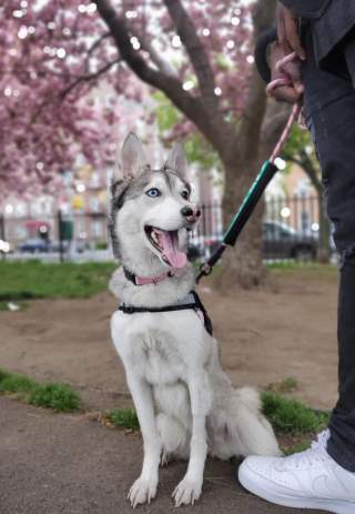 Illustration de l'article : Jetée agonisante dans un sac poubelle, cette chienne courageuse se bat pour surmonter son traumatisme (vidéo)