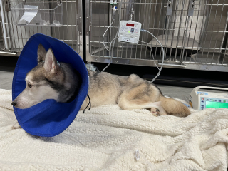 Illustration de l'article : Jetée agonisante dans un sac poubelle, cette chienne courageuse se bat pour surmonter son traumatisme (vidéo)